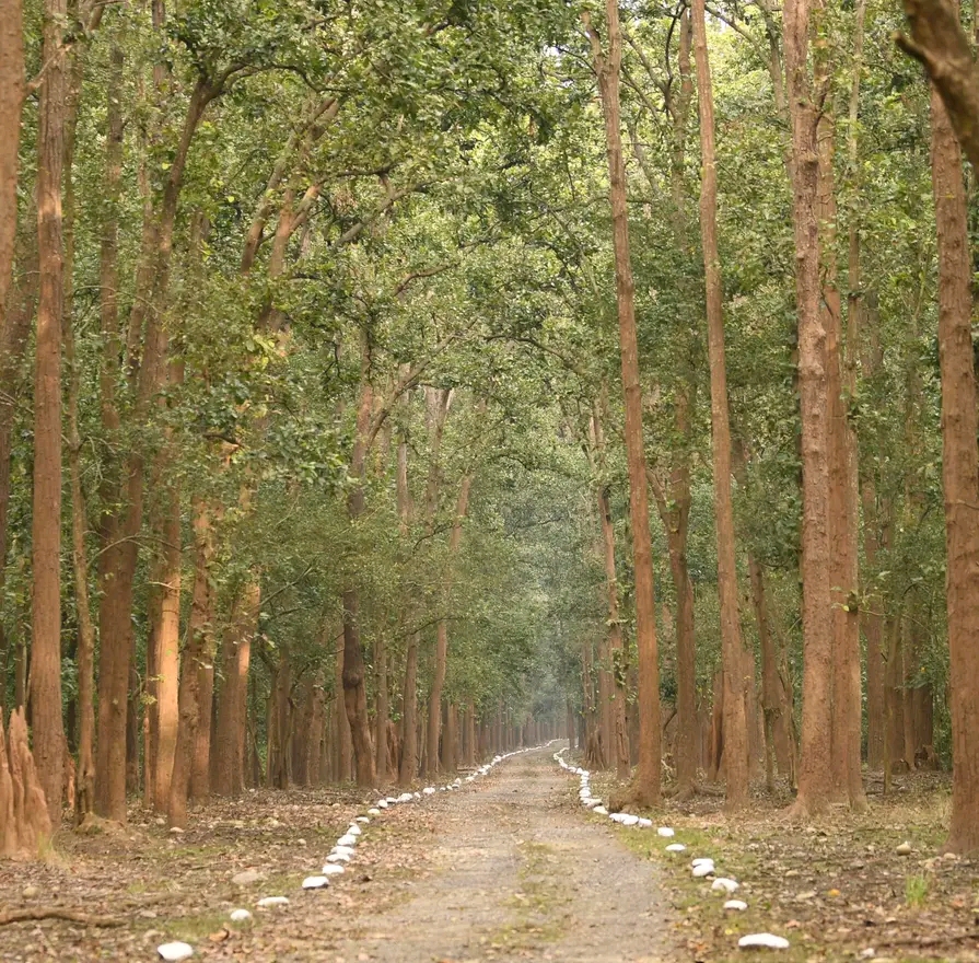 FOREST DEPARTMENT ACCOUNTANTS