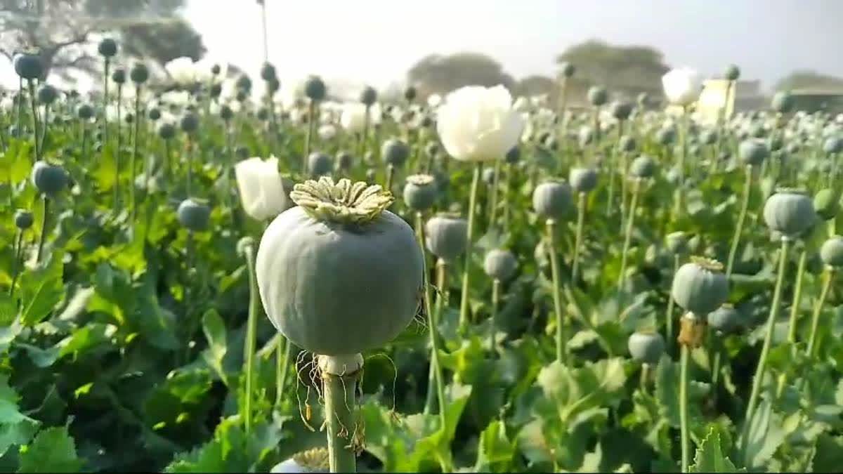 OPIUM IN JHARKHAND