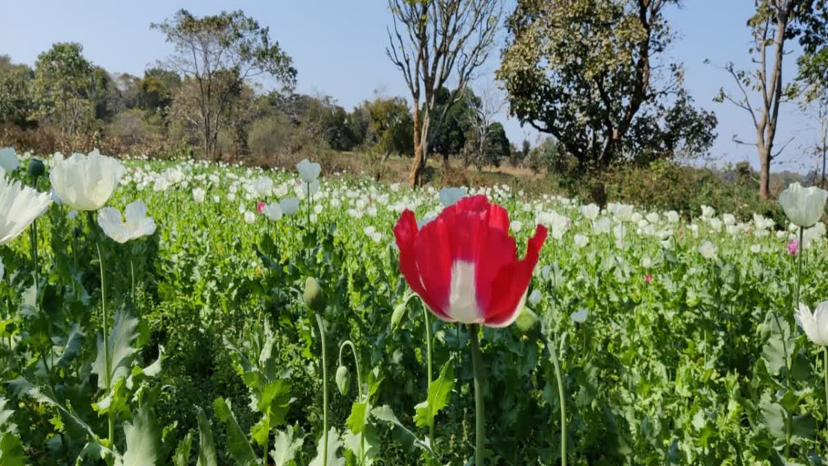 OPIUM IN JHARKHAND