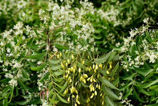 BENEFITS OF NEEM LEAVES