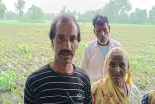 Rajgarh soybean crop destroyed