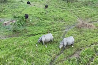 JALDAPARA NATIONAL PARK