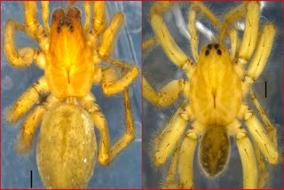 ZSI DISCOVERS NEW WOLF SPIDER