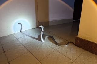 COBRA FOUND IN PAKUR