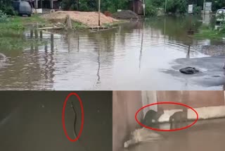 ભાયલીમાં પાણી સાથે ઘરોમાં ઘૂસ્યા સાપ
