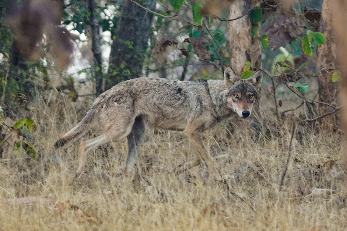 CHEETAHS SHIFTED TO NAURADEHI