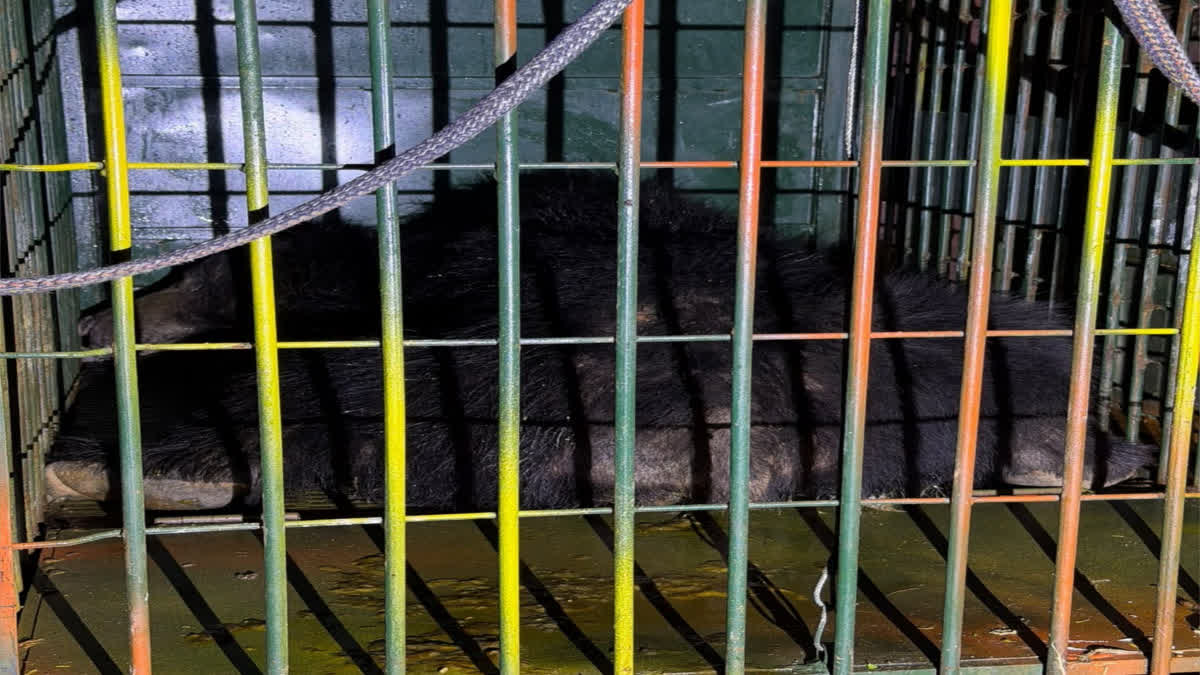 Bear Rescued in Ranthambore Range