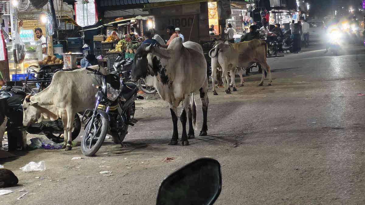 RATLAM PEDESTRIANS TROUBLE CATTLE
