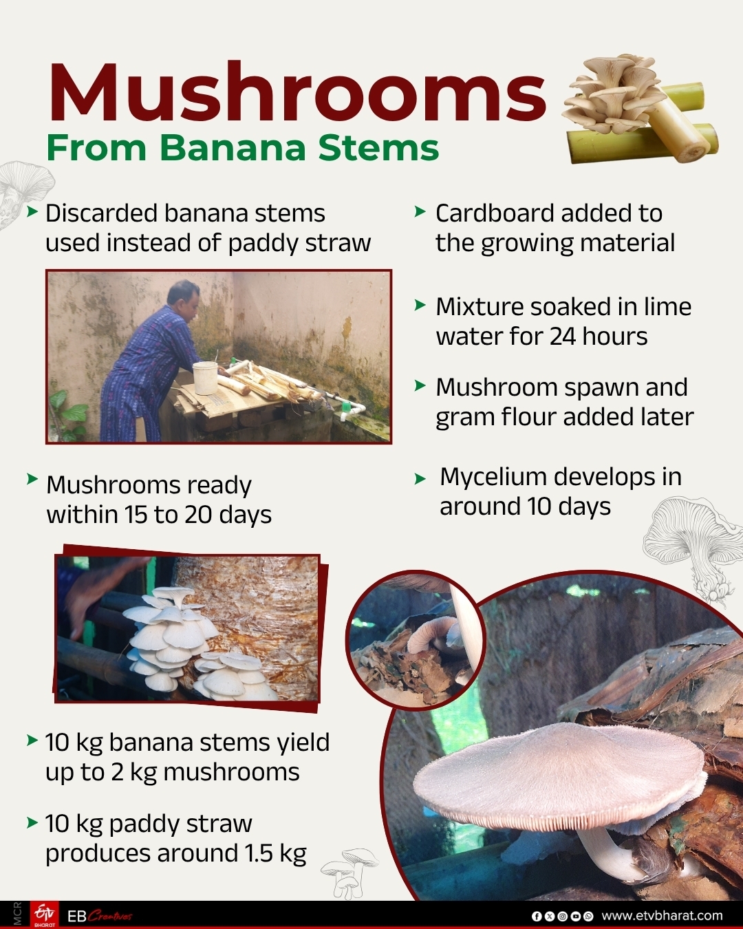 Sambalpur Professor Grows Mushrooms On Discarded Banana Stems, Trains Farmers In Odisha