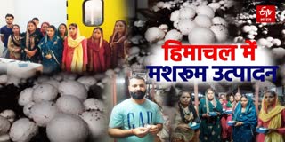 Dharamshala Mushroom Farming