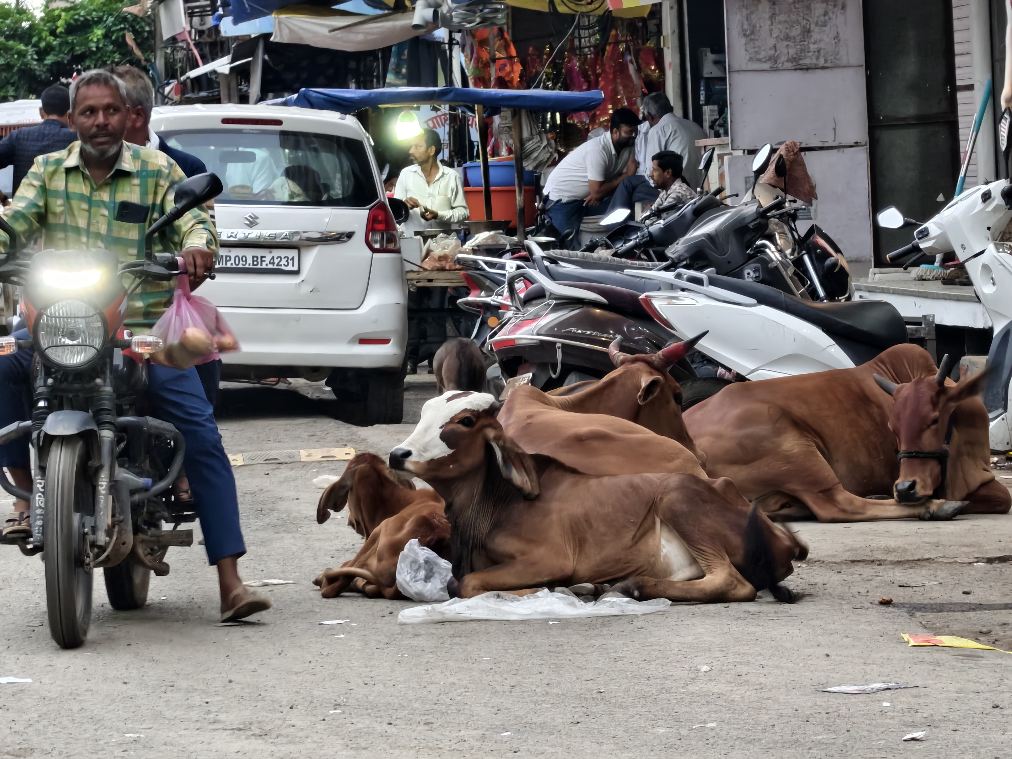 MALWA ROAD FULL OF CATTLES