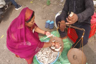 JABALPUR PIHRI MUSHROOM