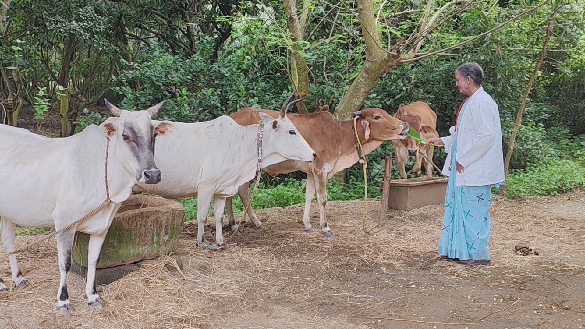 ଗାଈଙ୍କୁ ଖାଦ୍ୟ ଖୁଆଉଛନ୍ତି ସୁବର୍ଣ୍ଣା