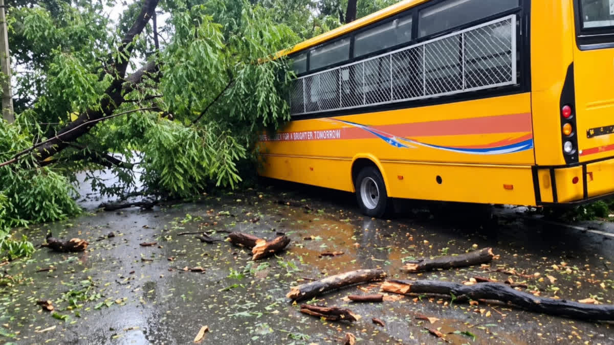 tree on school bus