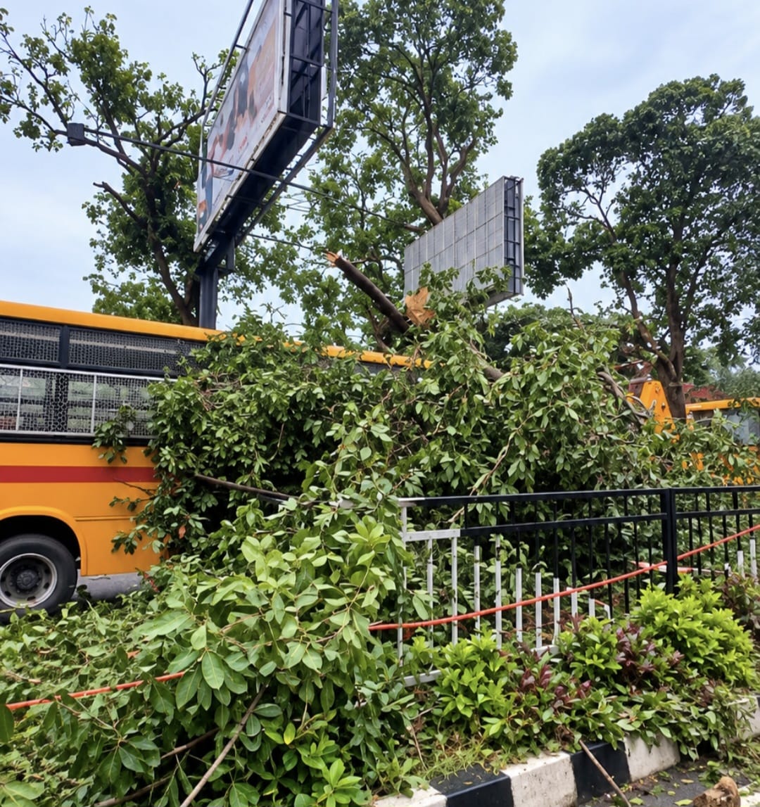 tree on school bus