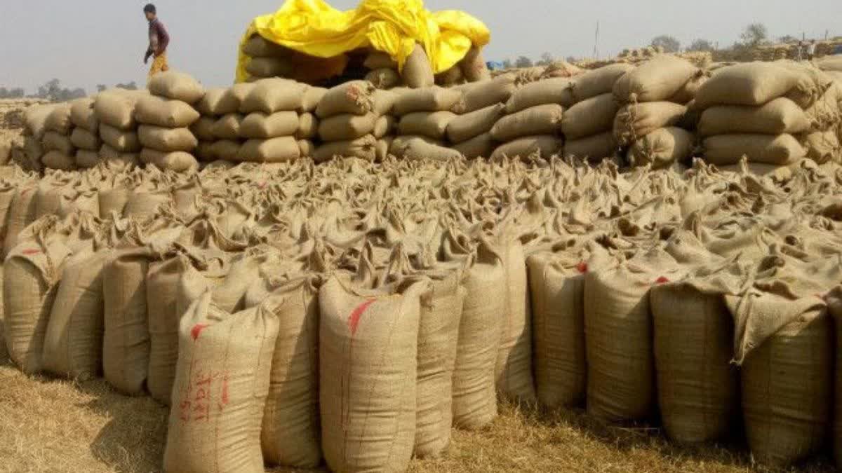 छत्तीसगढ़ में अब तक 6.76 लाख मीट्रिक टन धान सरकार ने खरीदा, किसानों को इतने  करोड़ का भुगतान