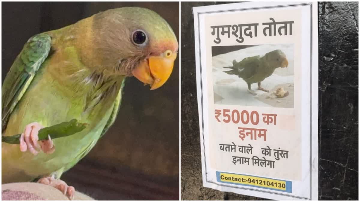 चर्चाओं में उत्तराखंड का लापता तोता, शहर में लगे पोस्टर, ढूंढकर लाने ...