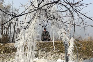 A man looks on as icicles are formed on branches of a tree, during a cold winter morning, at Pahalgam, in Anantnag district, Jammu and Kashmir, Tuesday, Nov. 25, 2025.