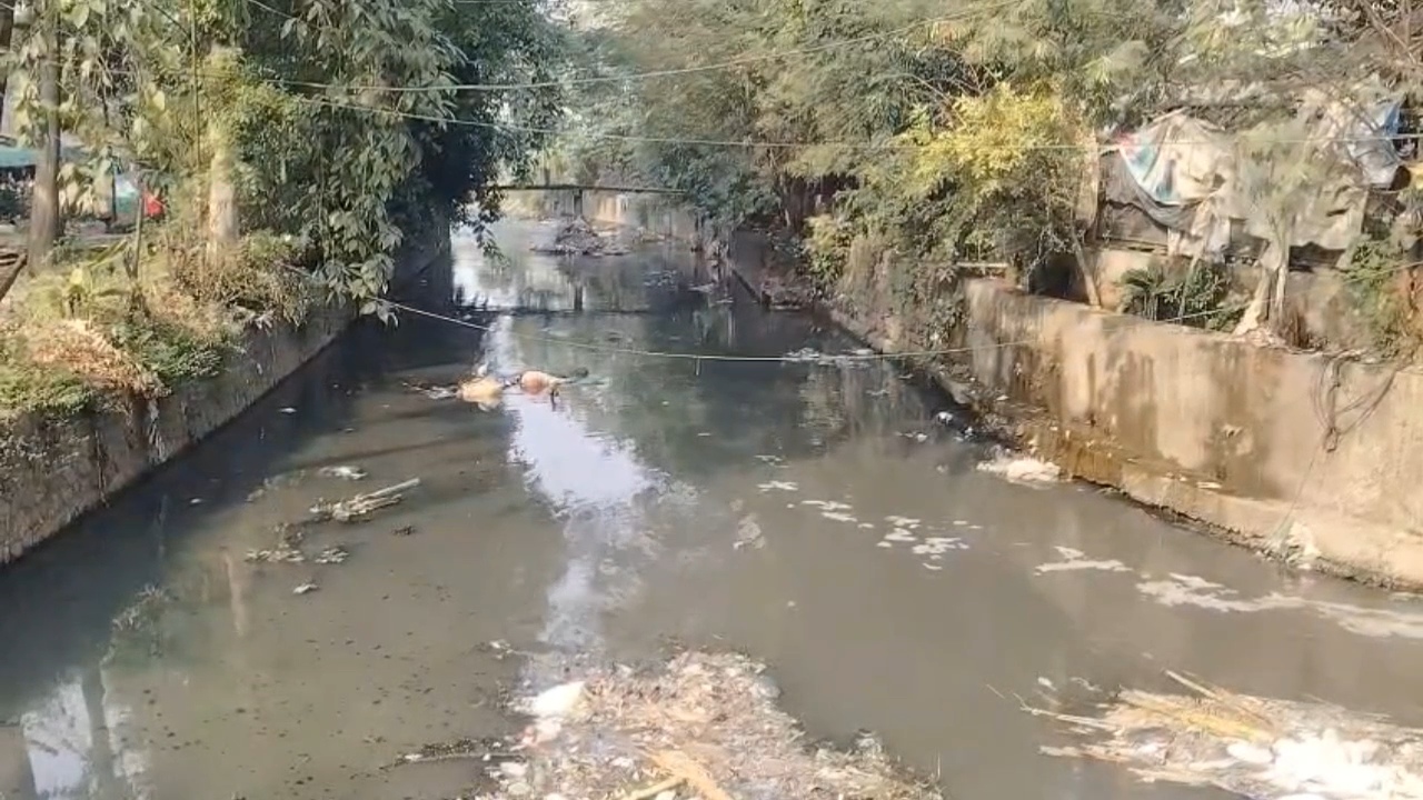 JABALPUR VEGETABLES IN DRAIN WATER