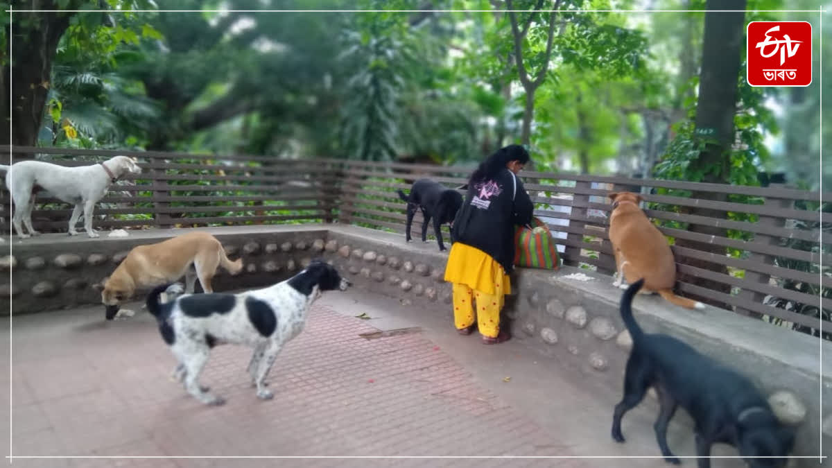 GBA Estimates 3.33 Lakh Monthly for 100 Dogs