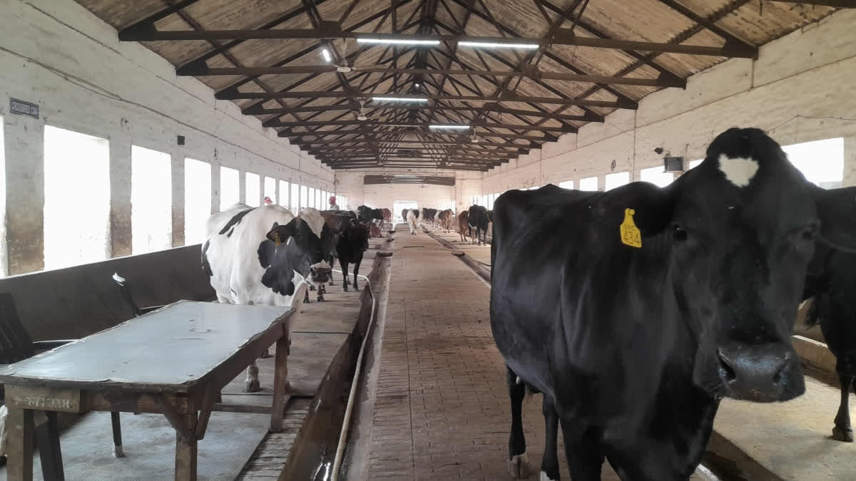 Dairy Sector