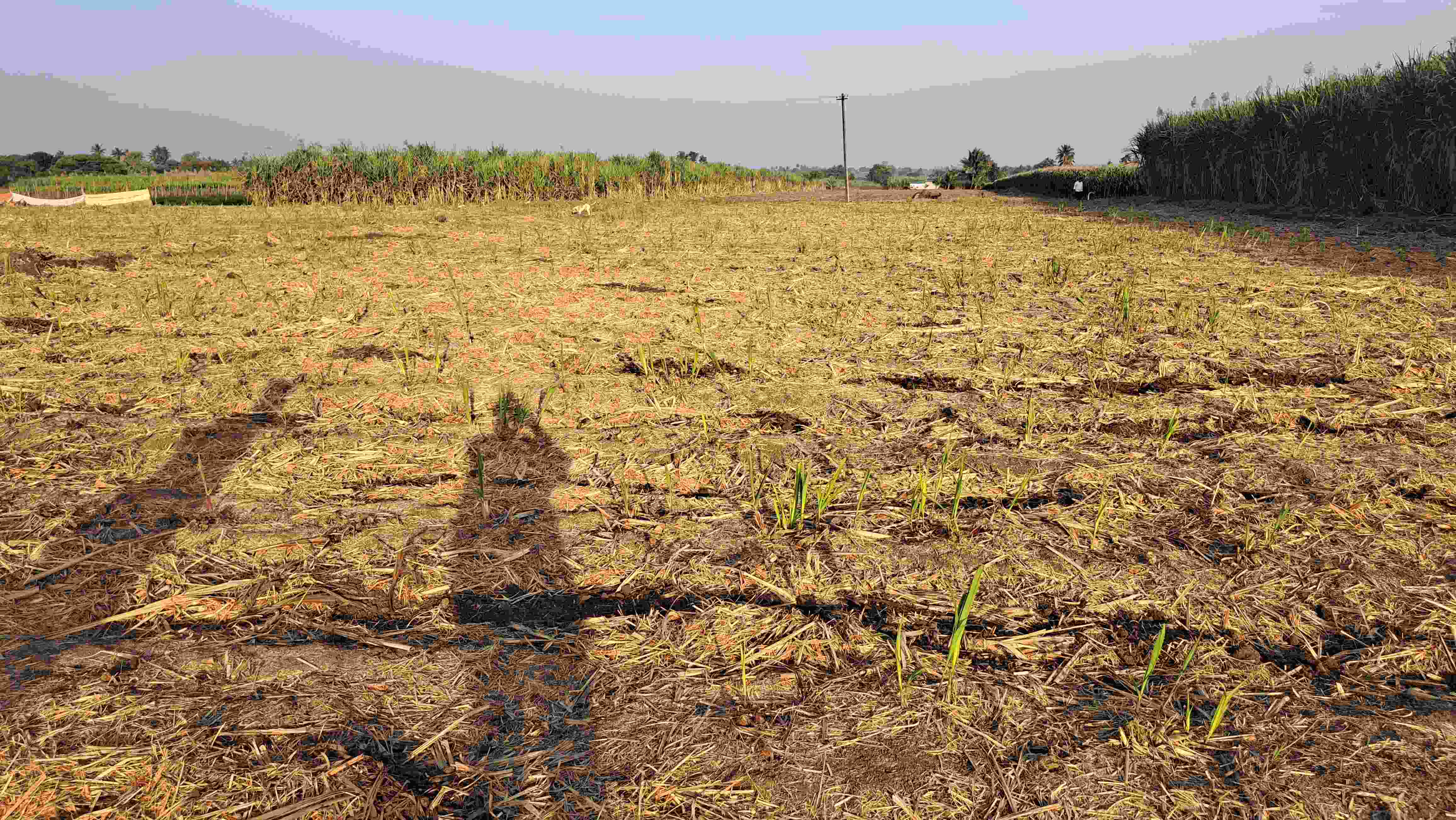 At 72, Belagavi Farmer Earns Rs 11 Lakh Profit By Harvesting 391 Tonnes Of Sugarcane From Three Acres Of Farmland
