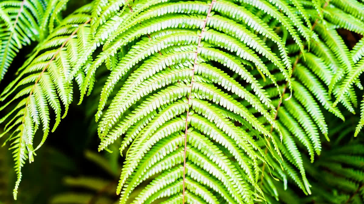 Fernblock For Skincare: A Plant Based Solution For Aging, Pigmentation, And Inflammation Representational Image