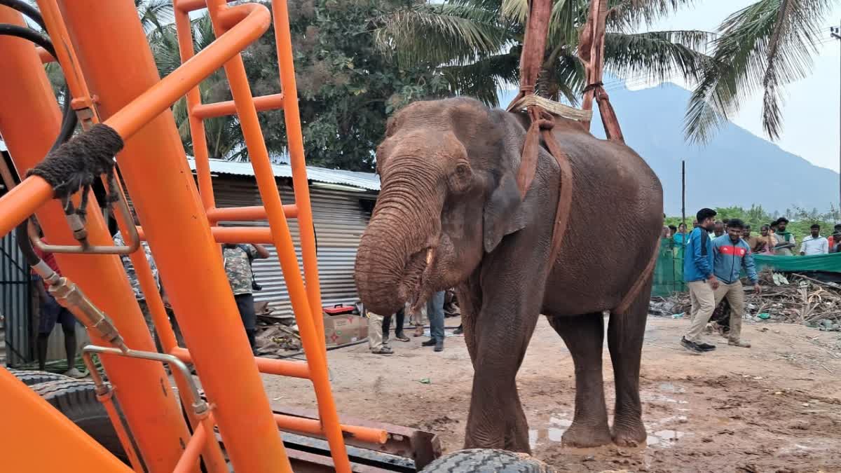 சேற்றில் சிக்கிய காட்டு யானையை போராடி மீட்ட கோவை வனத்துறை
