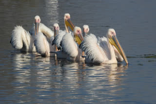A flock of pelicans in Ghana
