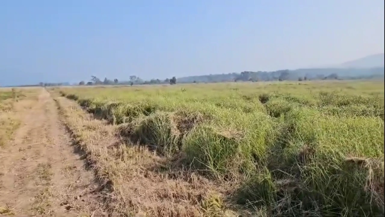 Corbett Parks Dhikala zone