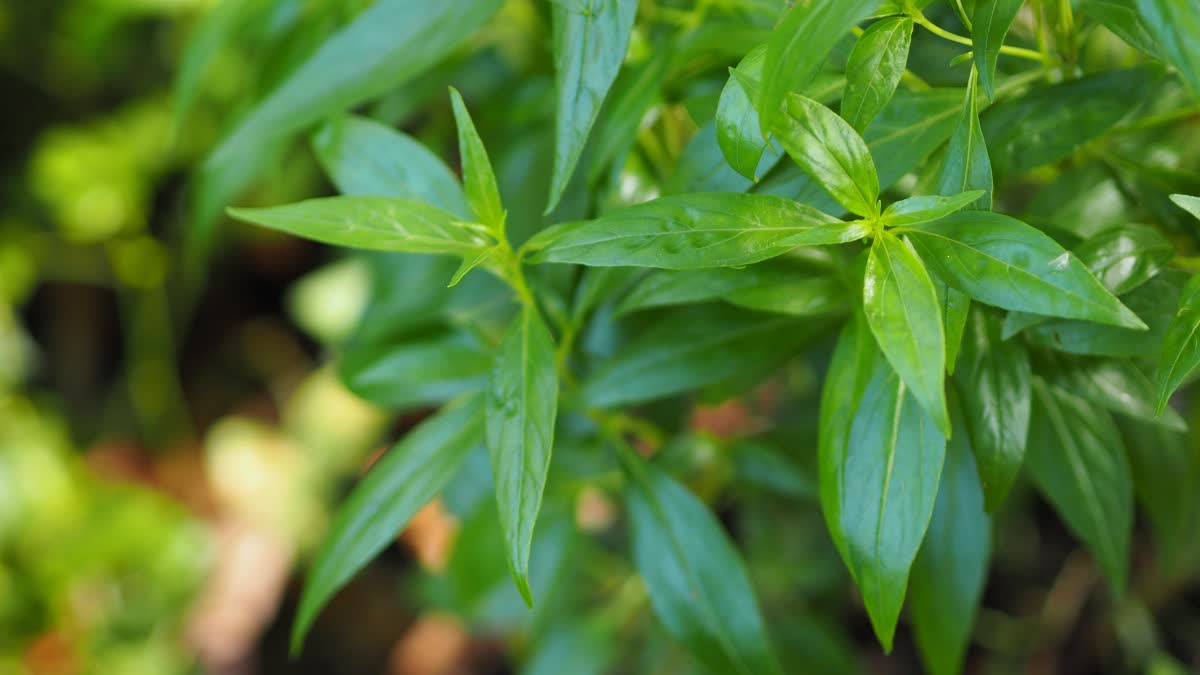 கோப்புப்படம்