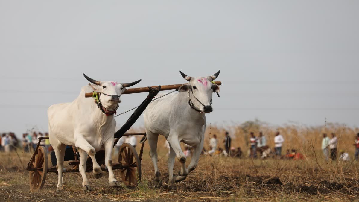 Chhindwara Bullock Cart Race competition