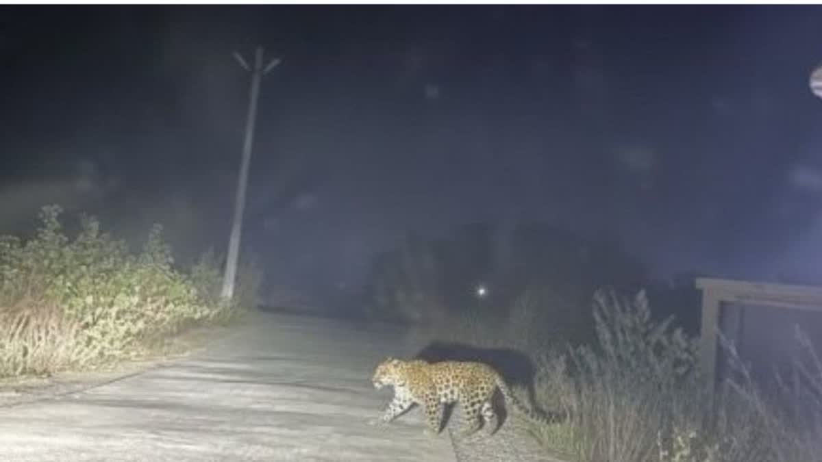 Leopard sitting on state highway