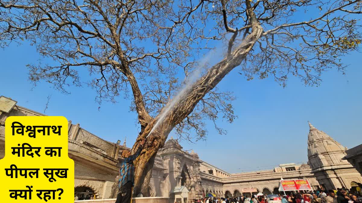 7 old ancient trees varanasi connection kashi vishwanath sankatmochan ravivas mandir story