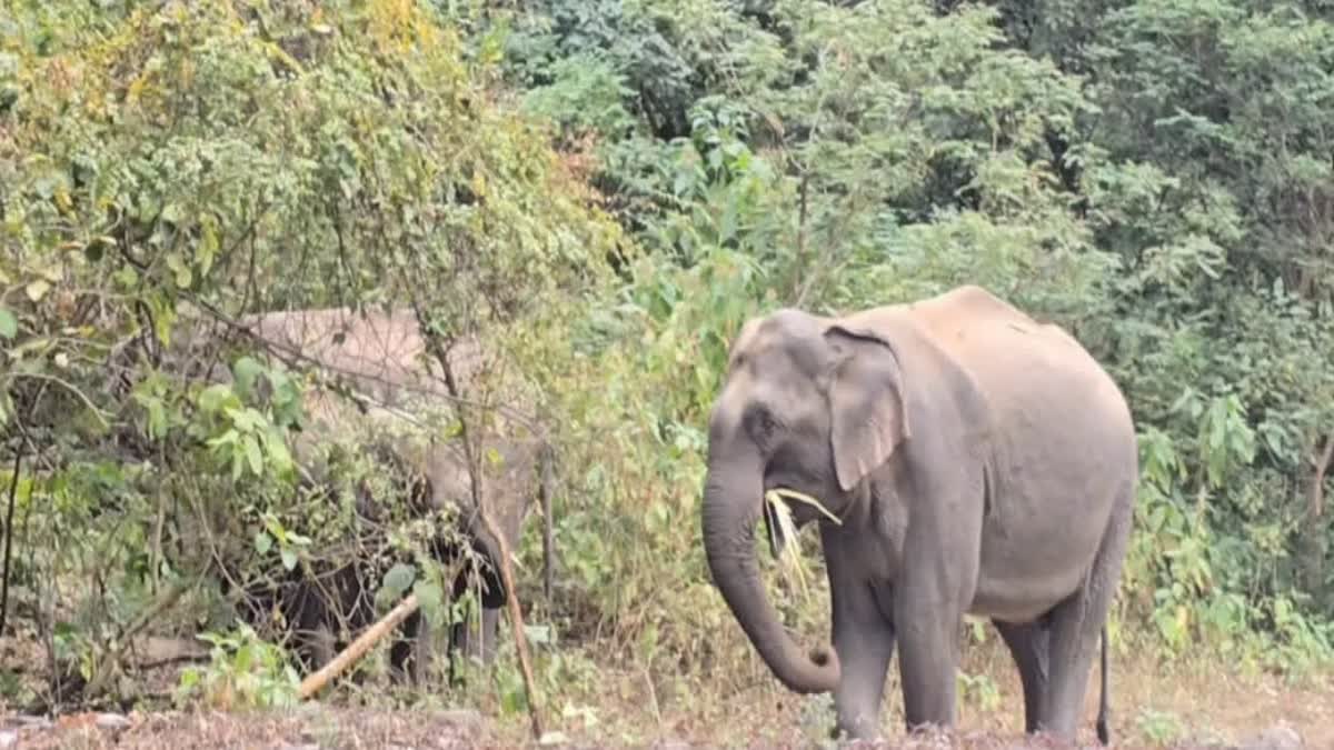 Ramnagar Kyari Village