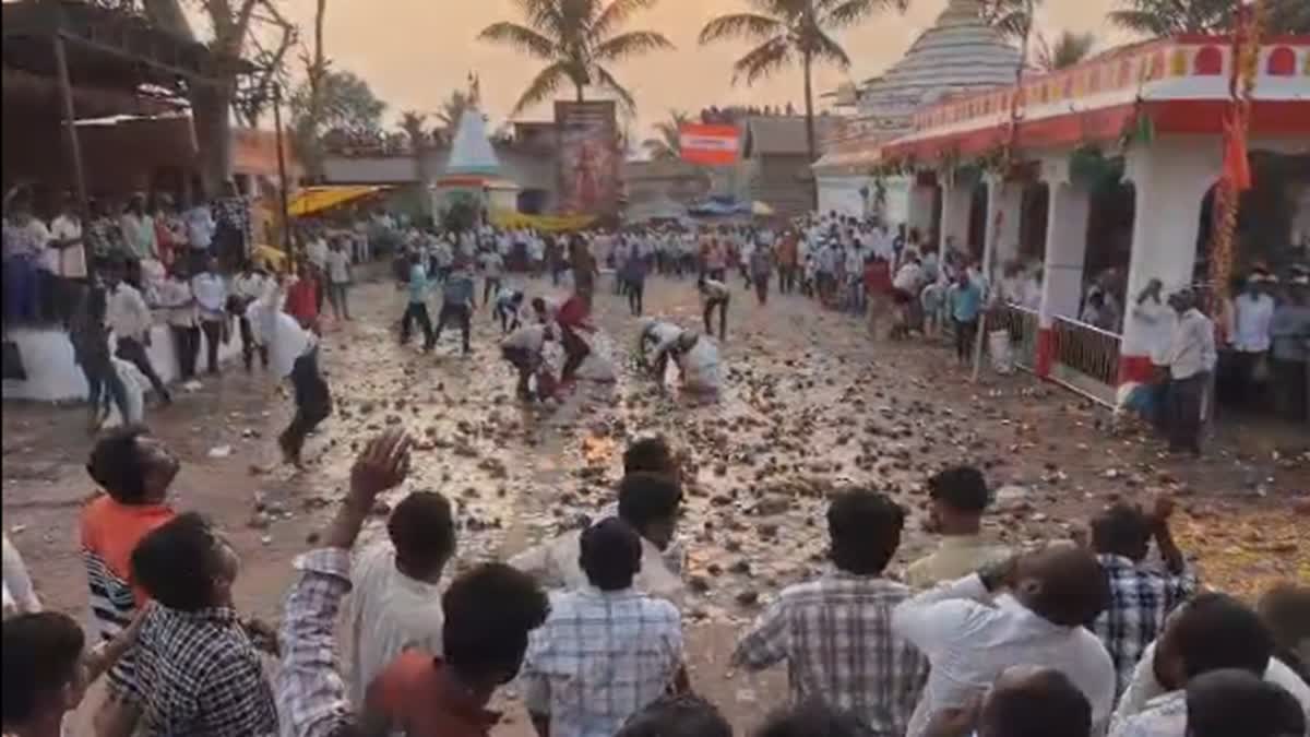 unique tradition of throwing shriphal in the sky
