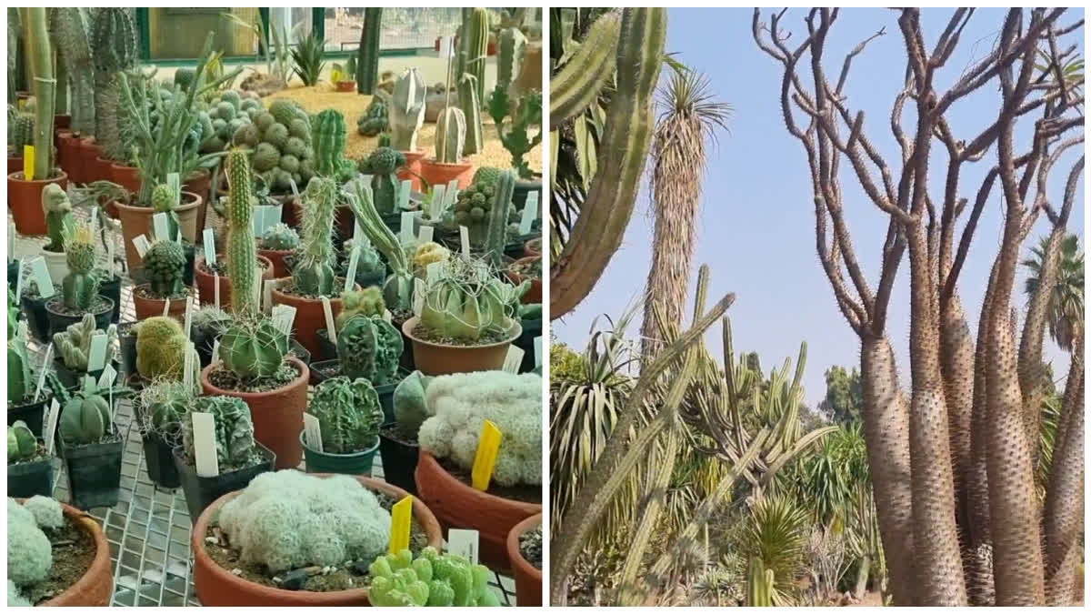 Panchkula’s National Cactus Garden To Reopen In March With 28-Foot Mexican Variety, 1,500 Rare Species