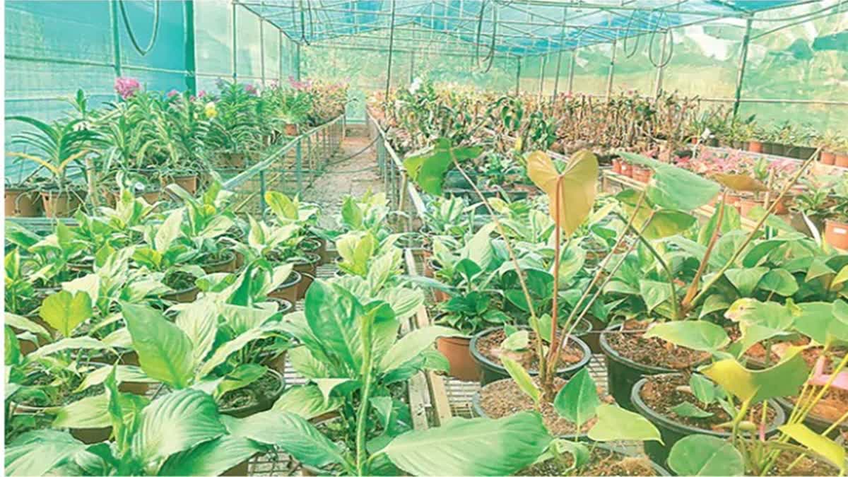 Plants Without Soil May Be the Future of Nurseries