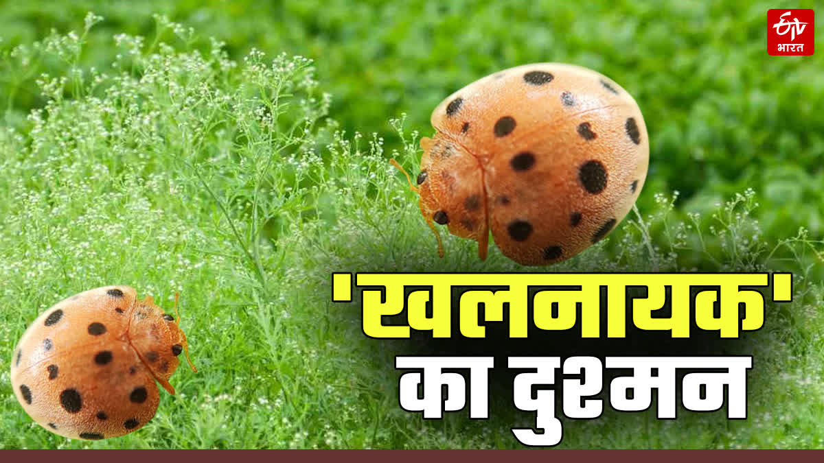 MEXICAN BEETLE CARROT GRASS