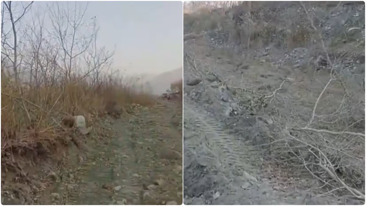 Damage caused to rosewood trees