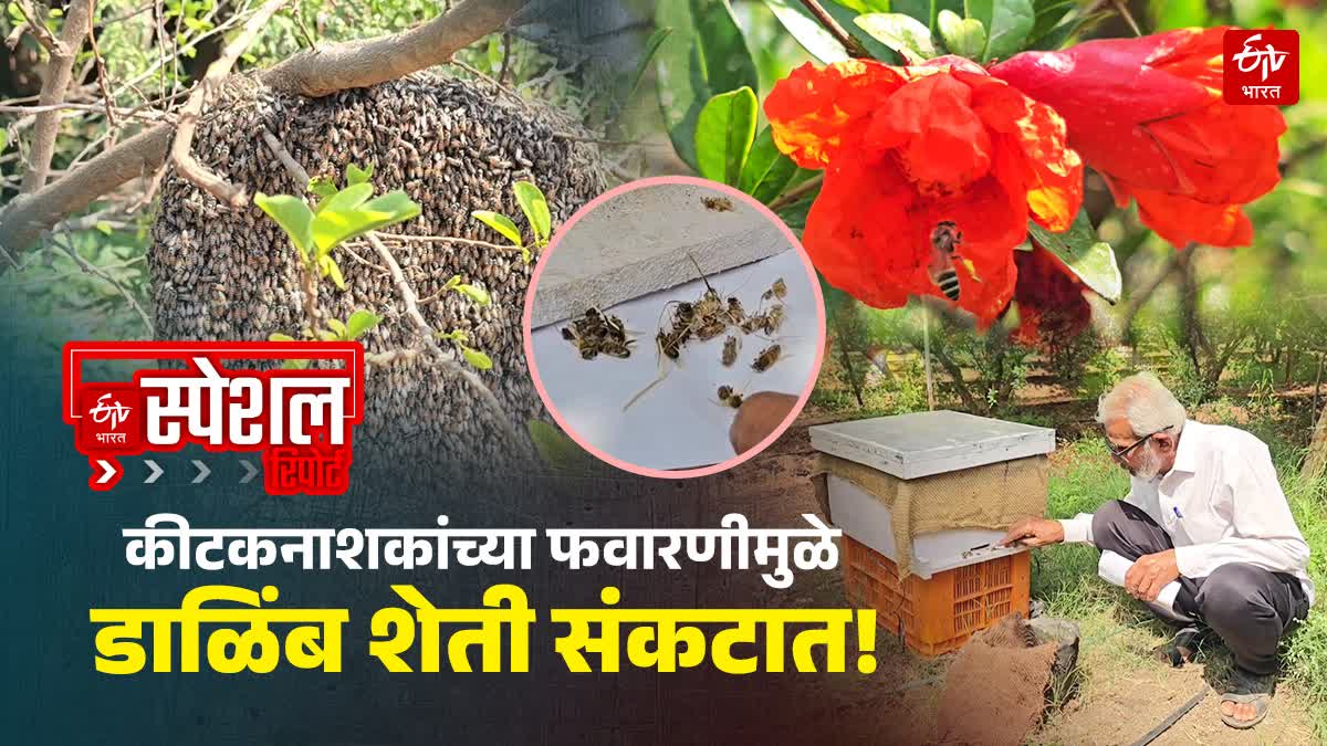 Bees die due to pesticide spraying