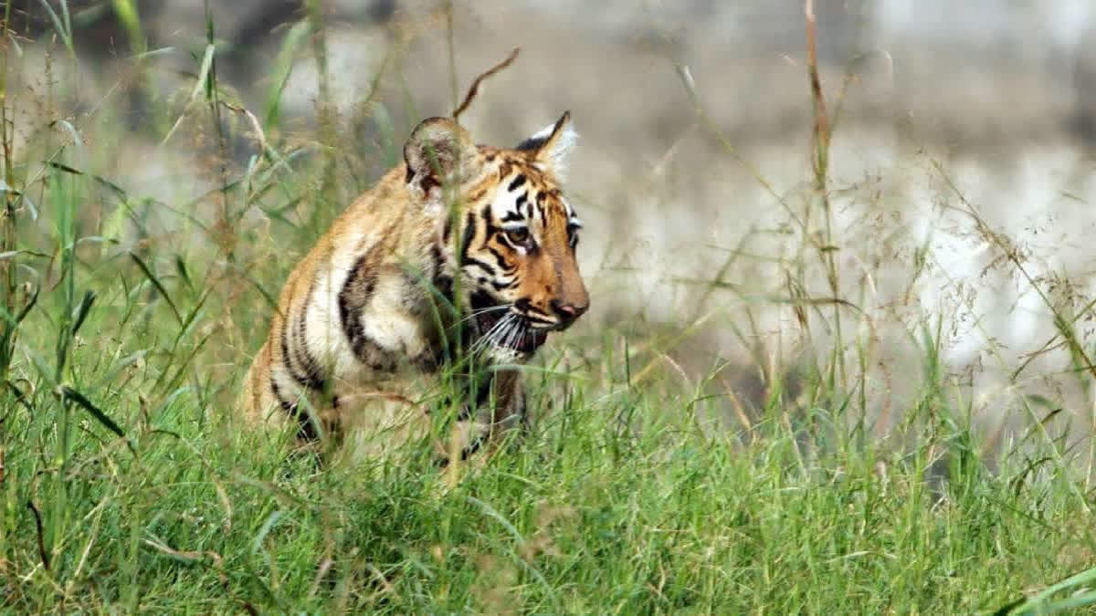 BANDHAVGARH TIGER RESERVE