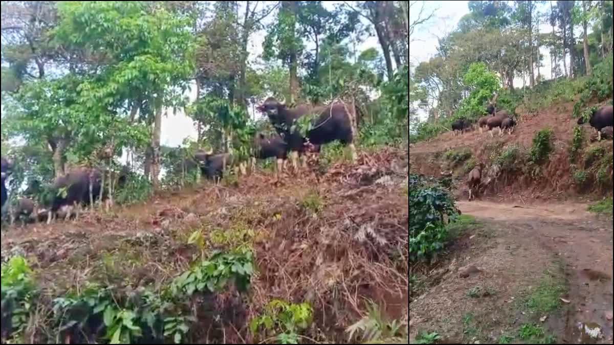GAURS ENTER COFFEE PLANTATION