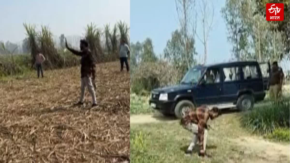 खेत में तमंचा ताने आरोपी सरेंडर से पहले बीड़ी पीने लगा.