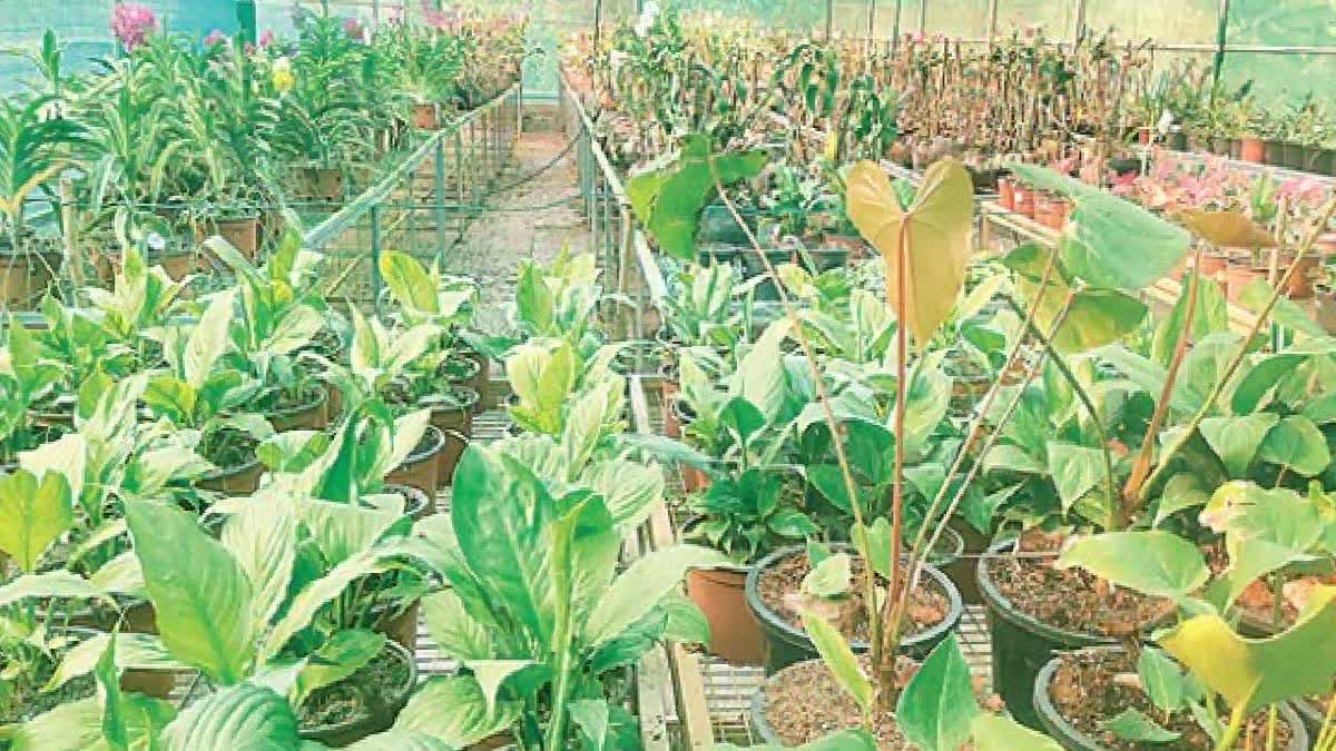 Kadiyam nurseries turn to coco-peat amidst soil degradation and pest risks Etv Bharat