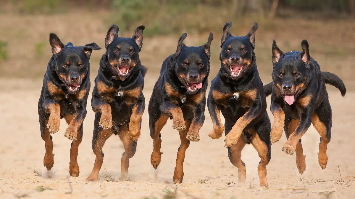 GWALIOR UNIVERSITY ORDER DOG LOVERS