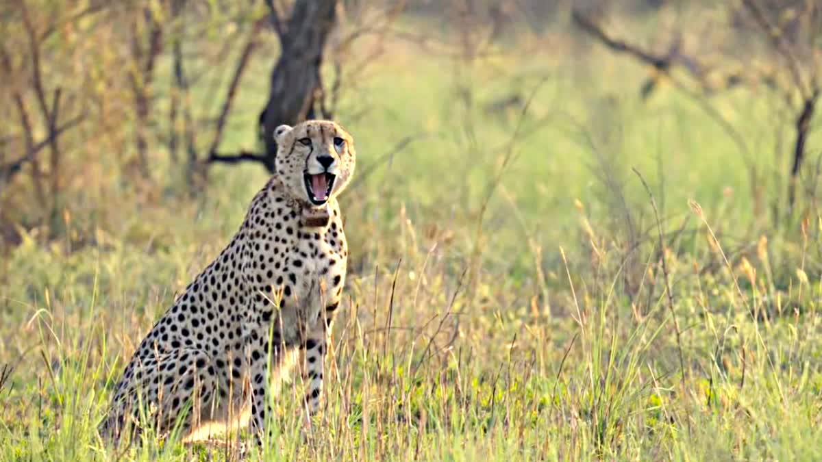 Cheetah Project in Kuno