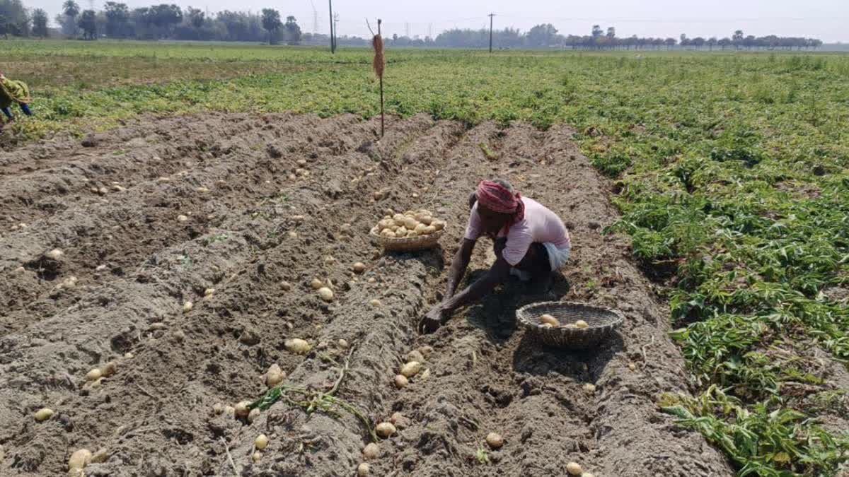 Minimum Support Price For Potato