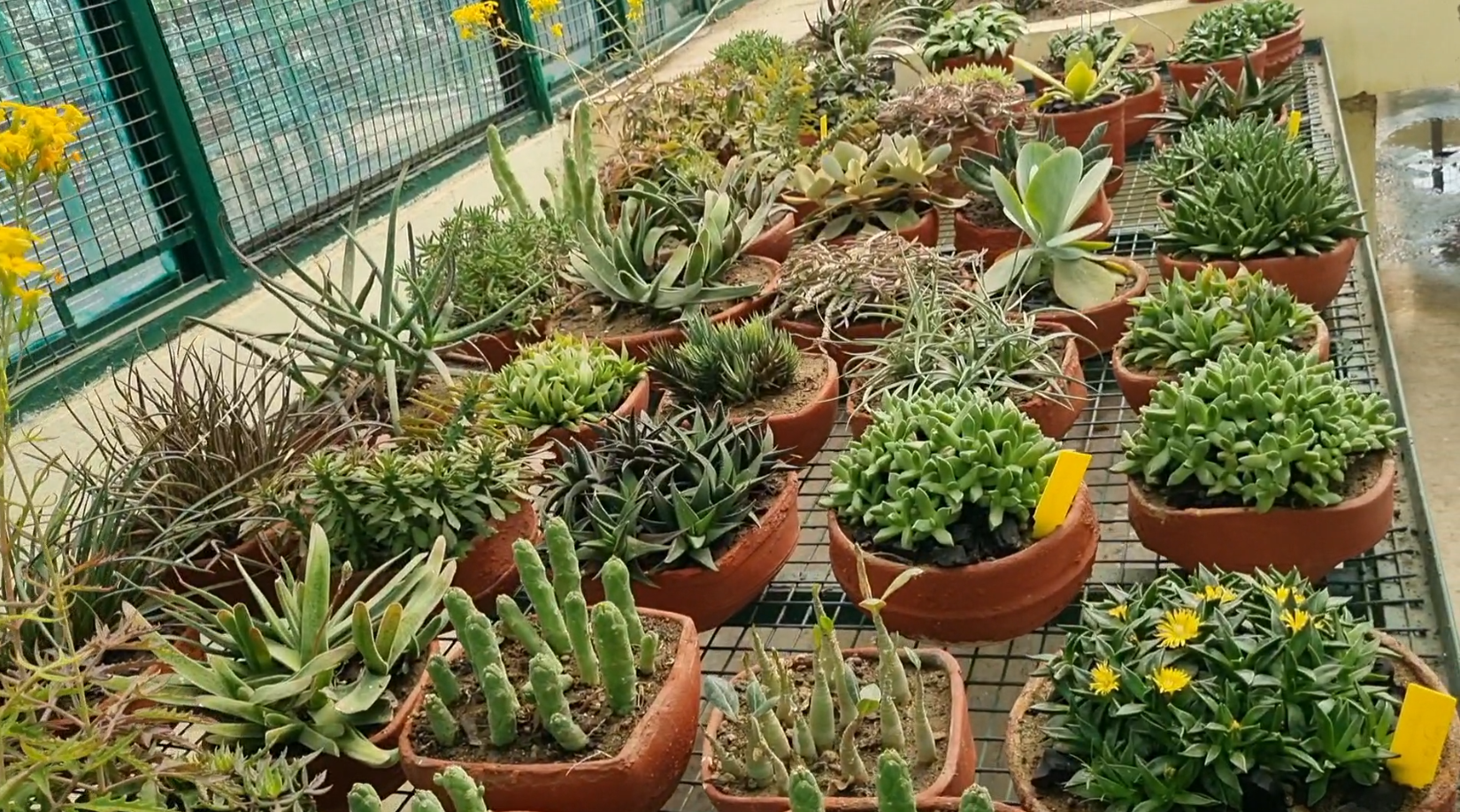 panchkula-is-now-home-to-asias-largest-cactus-garden-featuring-over-1500-varieties-of-cacti-including-a-28-foot-tall-cactus