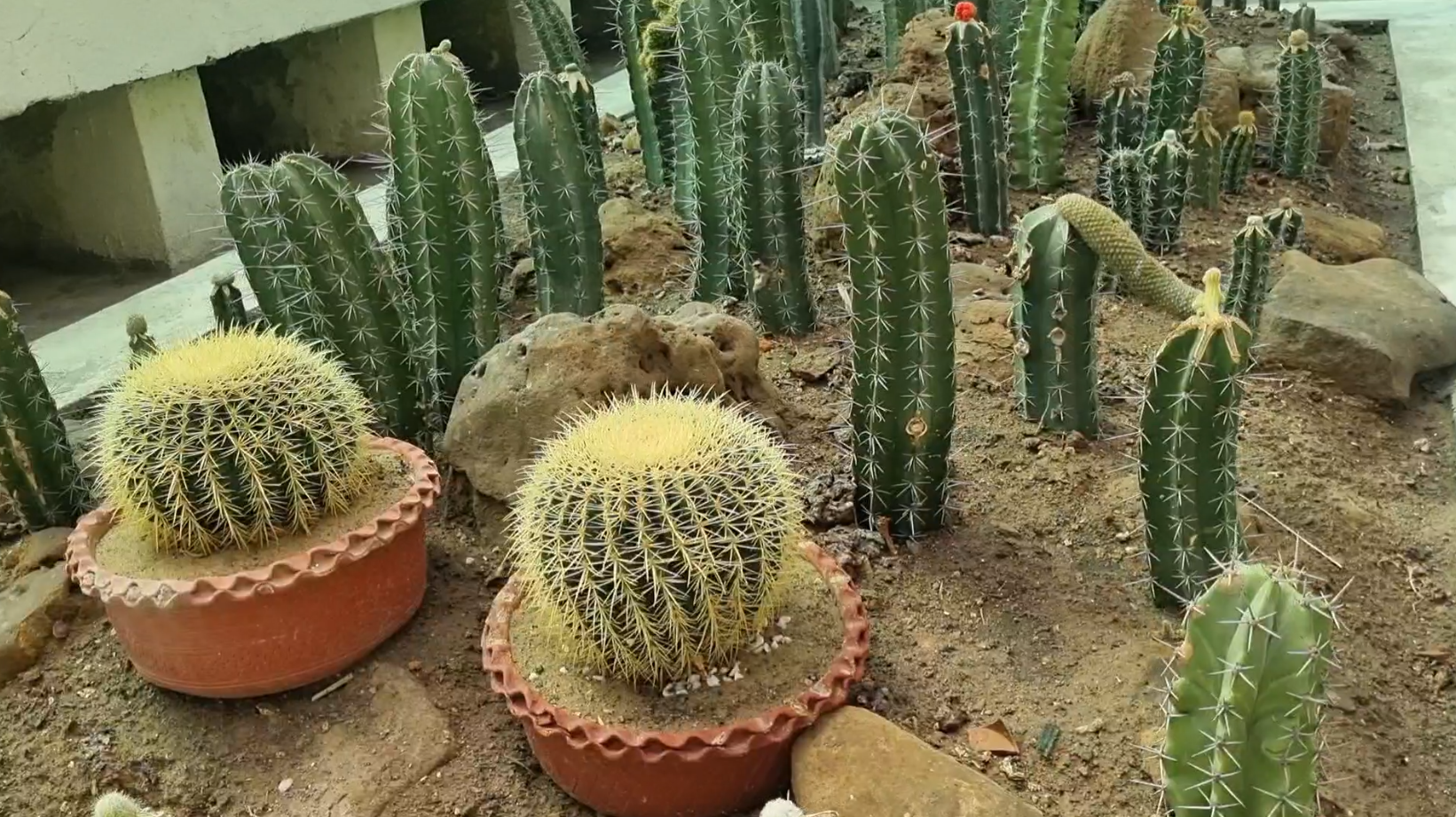 panchkula-is-now-home-to-asias-largest-cactus-garden-featuring-over-1500-varieties-of-cacti-including-a-28-foot-tall-cactus
